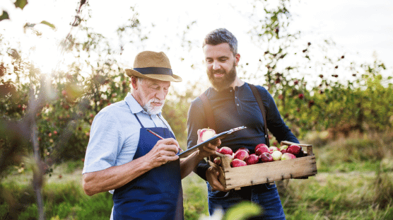Hombre mayor con su hijo adulto seleccionando manzanas en su huerta para preparar el lote de jugo de manzana de esta temporada.